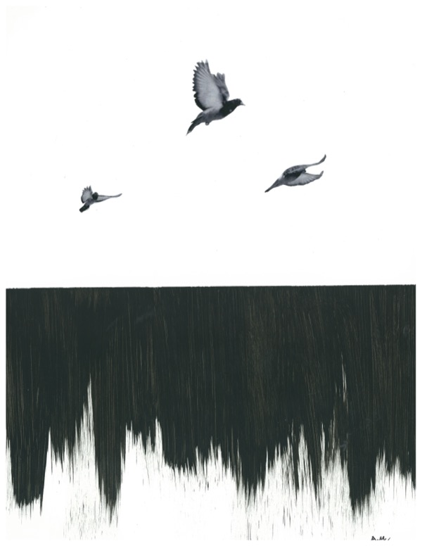 pigeons over black